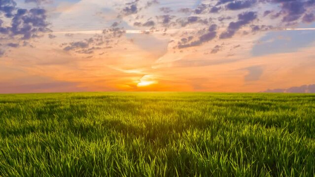  green summer rural field  at the sunset, countryside agricultural natural landscape time lapse scene