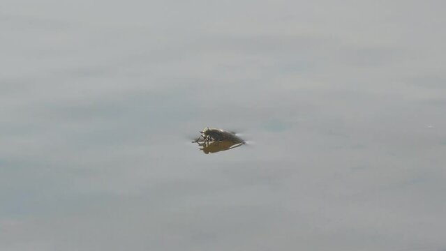 A fly or horsefly on the surface of the water. A fly or a gadfly got into the water