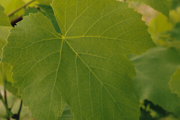 Beautiful grapes leaves in a vineyard. Vineyard background in summer.