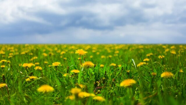  green field with yellow daldelion flowers under cloudy sky, summer natural time lapse scene