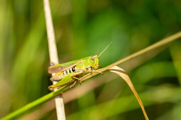 grasshopper on the grass macro shot