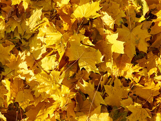 Autumn yellow leaves as nature background.