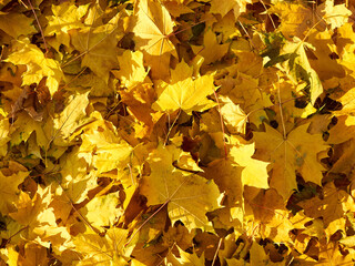 Background group autumn orange leaves.