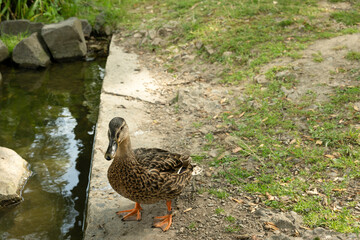 enten