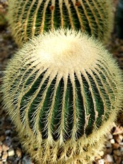 Golden Barrel Cactus Echinocactus grusonii 