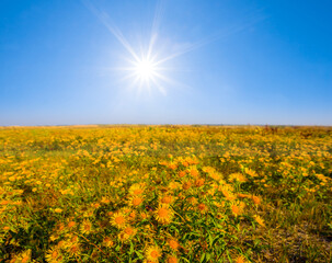 Obraz premium summer prairie with wild flowers at sunny day