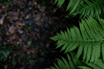 Green fern leaves close up. Natural background. Selective focus.