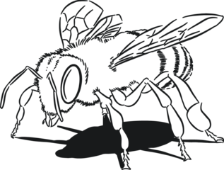 Bee illustration 1