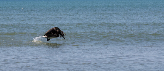 Fototapeta premium Pelican flapping its wings hard as it start to fly from floating on the water