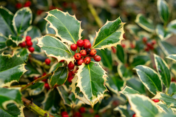 Close up of the beautiful leaves and red berries of the holly during the flowering season. Holly...