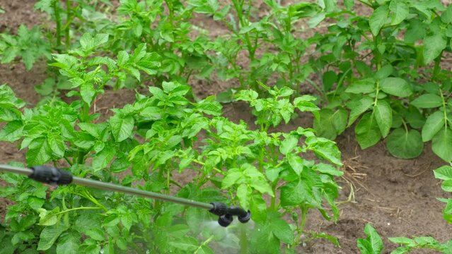 Spraying vegetable green plants in the garden with herbicides, pesticides or insecticides. Irrigation a potato filed rows with fertilizers, chemicals. Crop Sprayer. Agriculture work. Fungicide.	
