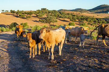 Rebaño de vacas y terneros de raza limousin, bajo los rayos del sol del amanecer.