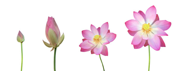 Pink waterlily or lotus flower and bud isolated on white background with clipping paths.