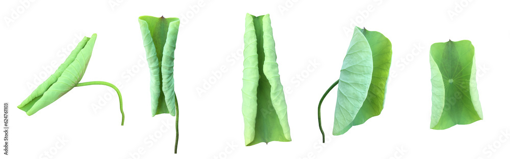 Canvas Prints young waterlily or lotus leaf isolated on white background with clipping paths.