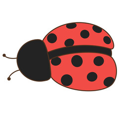 ladybug