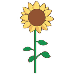 Fototapeta premium sunflower