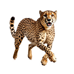 Cheetah running on transparent background