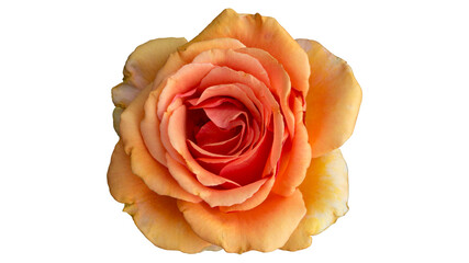 One 'Louis de Funes' rose orange flower isolated on white