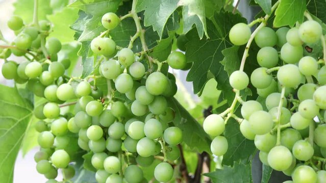ripening wine grapes in nature 4k 30fps video