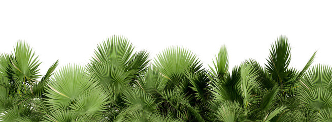 Close up row of palm trees isolated on white background
