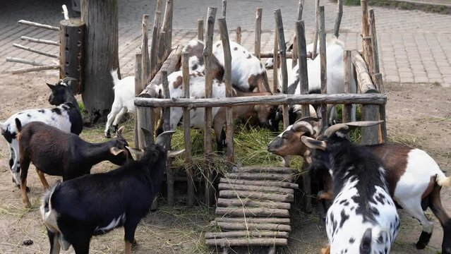 White, black and spotted brown goats on a goat farm. Goats grown for milk eat hay on a paddock outdoor. Animal breeding and feeding for dairy production. Horned cattle husbandry as a business. 4K