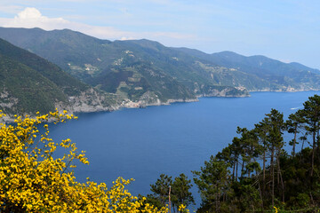 Fototapeta na wymiar View of four out of five of the cinque terre villages in Liguria, Italy with yellow blossoming flowers in foreground during springtime