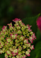 Obraz premium pink and green plant