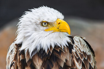 bald eagle face portrait(Haliaeetus leucocephalus) looking to the right with rocky background