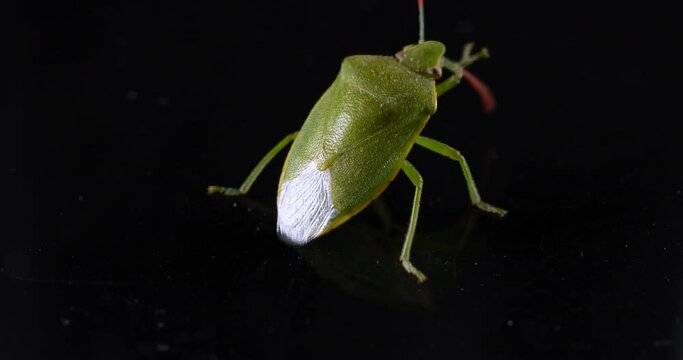 The macro shot moments when a Green Shield Bug (Palomena prasina) meticulously cleans itself