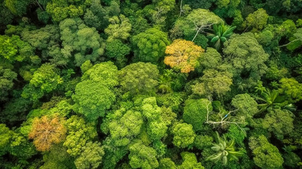Aerial top view, wide shot of a tropical forest, generative AI.