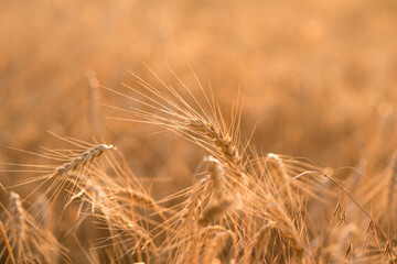 Wheat field. Ripe spikelets of wheat.