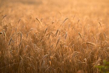Wheat field. Ripe spikelets of wheat.