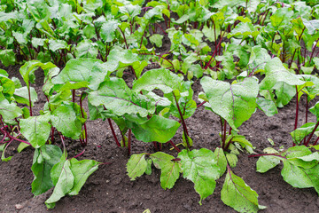  spinach beet, (Beta vulgaris), grown in an orchard, leaves full of water drops