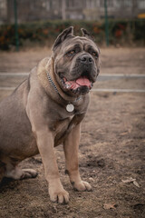 Cane Corso portrait. Cane Corso sitting outdoors. Large dog breeds. Italian dog Cane Corso. The courageous look of a dog. Formentino color.