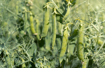 Bush peas with ripe pods grown in the garden. Agricultural field. Selective focus, blurred background