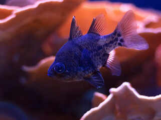  Fish Sphaeramia orbicularis (Orbiculate Cardinalfish) on coral background. Selective focus, blurred background
