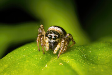 Intricate Salticus Scenicus Spider Weaving Its Web