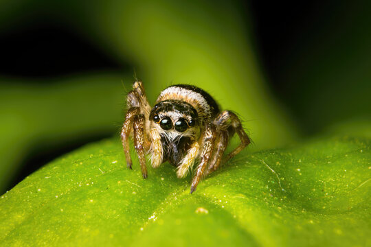 Intricate Salticus Scenicus Spider Weaving Its Web