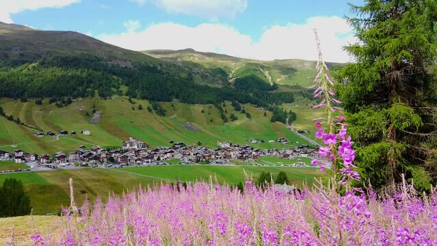 meadow with flowers in Livigno Sondrio Italy Alps in summer