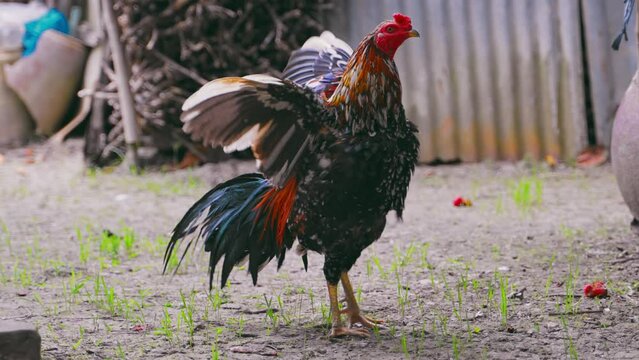 The majestic sight of a rooster flapping its wings in a farm garden