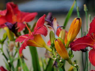 red lily in natural habitat, in full bloom at close range, elegant, intimate, romantic, delicate flowers