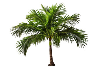 palm tree isolated on white background - obrazy, fototapety, plakaty