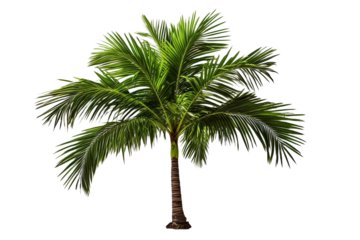 palm tree isolated on white background