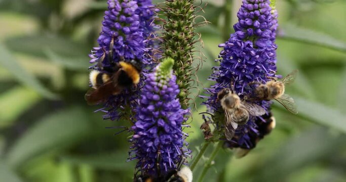 bees and bumblebees on flowers speedwell