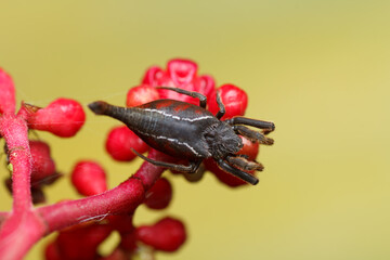 Top-Down View of Scorpion-Tailed Spider (Arachnura logio) on Yellow Background