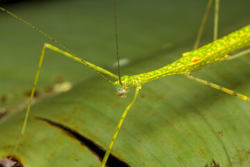 A photo of a Stick insect (Phasmatodea) on green leaf. The stick insect is green in color.