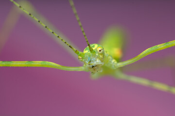 A photo of a Stick insect (Phasmatodea) on green leaf. The stick insect is green in color.