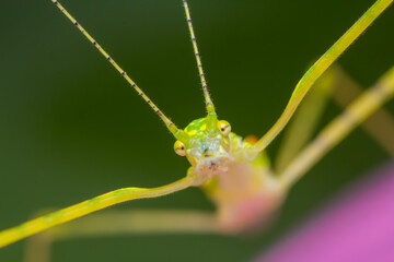 A photo of a Stick insect (Phasmatodea) on green leaf. The stick insect is green in color.
