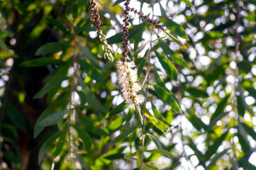 Melaleuca cajuputi flowers, Cjuput, in shallow focus, with blurred background