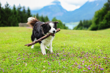 Naklejka na ściany i meble male black and white dog carries a stick in his teeth